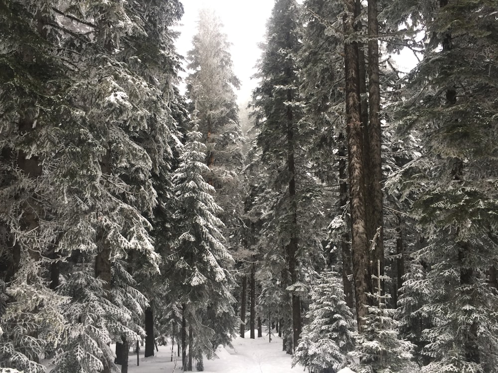 grayscale photography of pine trees