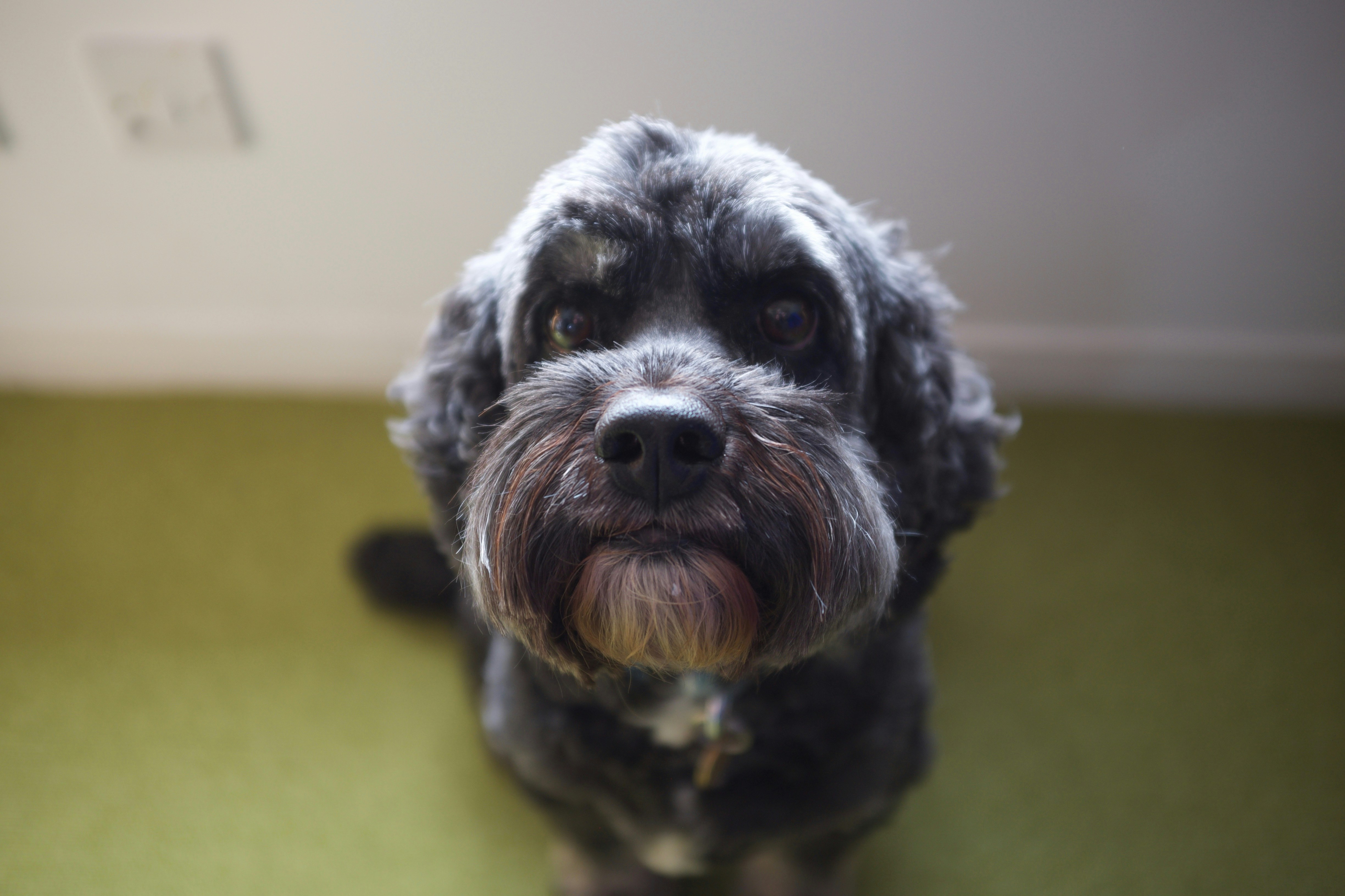 All Pets Veterinary Clinic