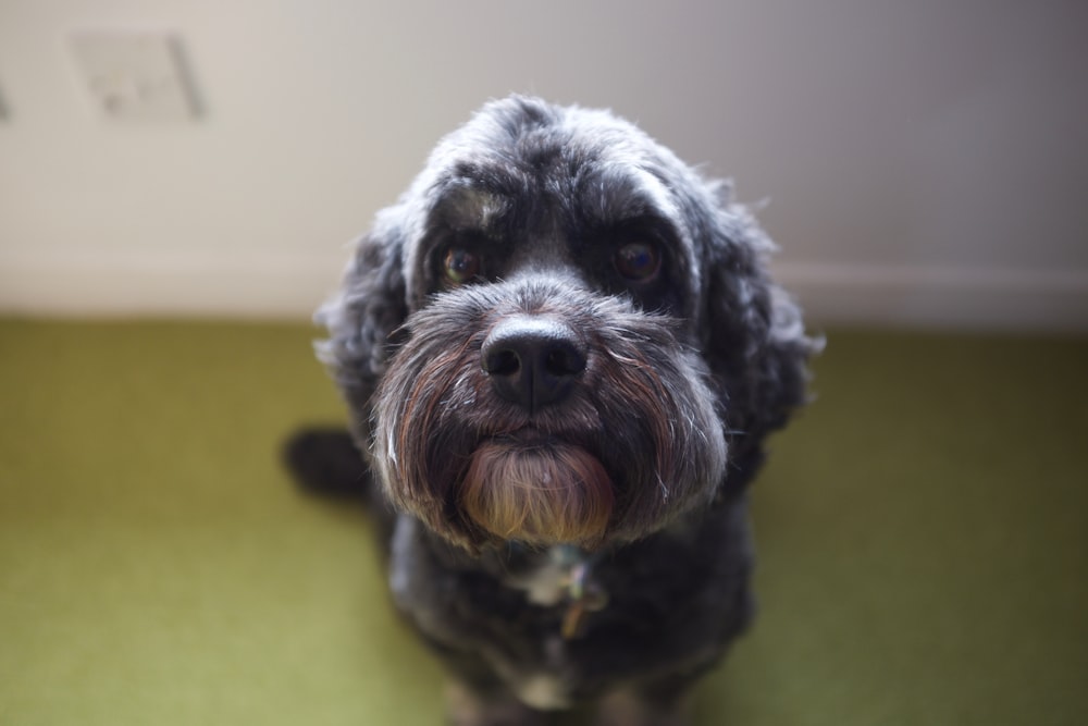 gray long-coated dog