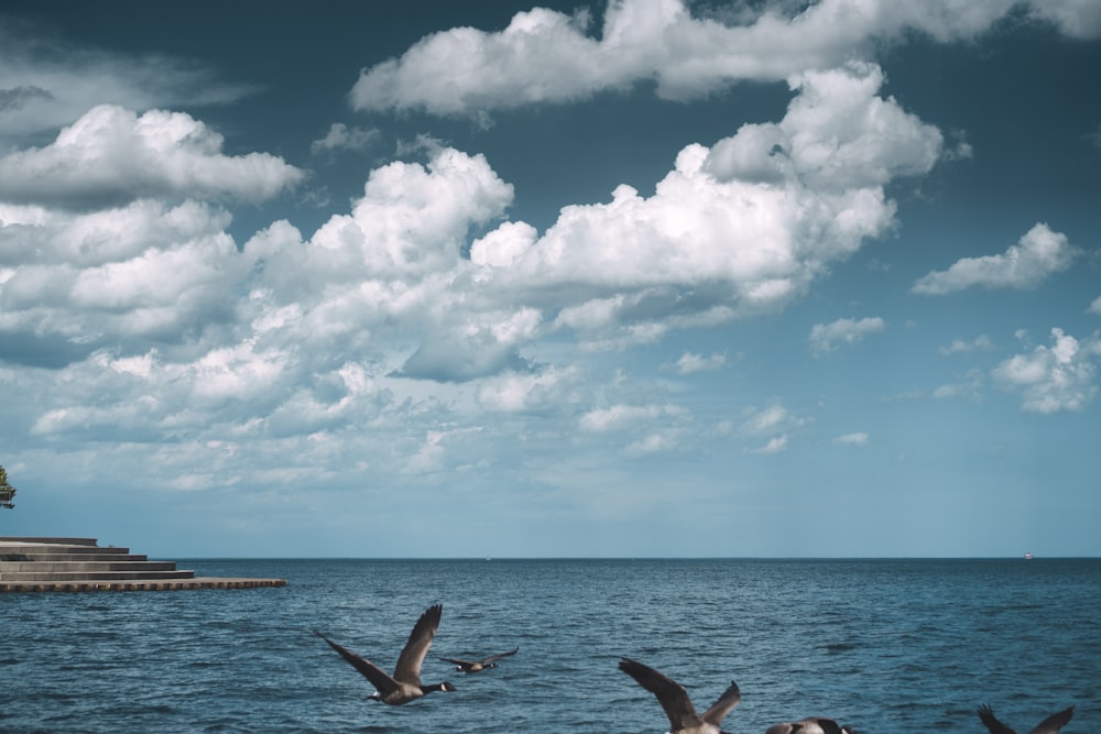 gray bird on top of ocean