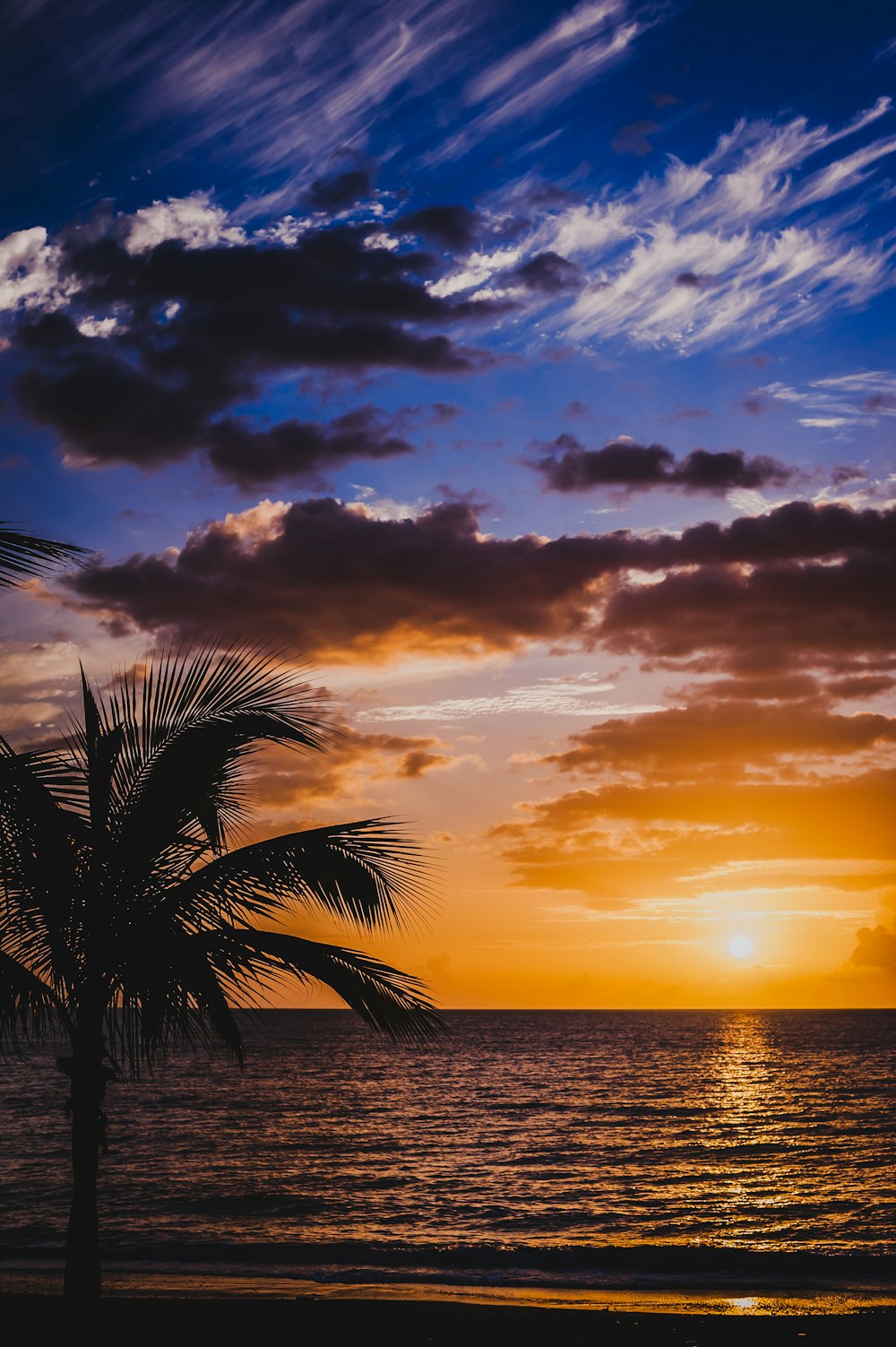 palmier près de la mer au coucher du soleil