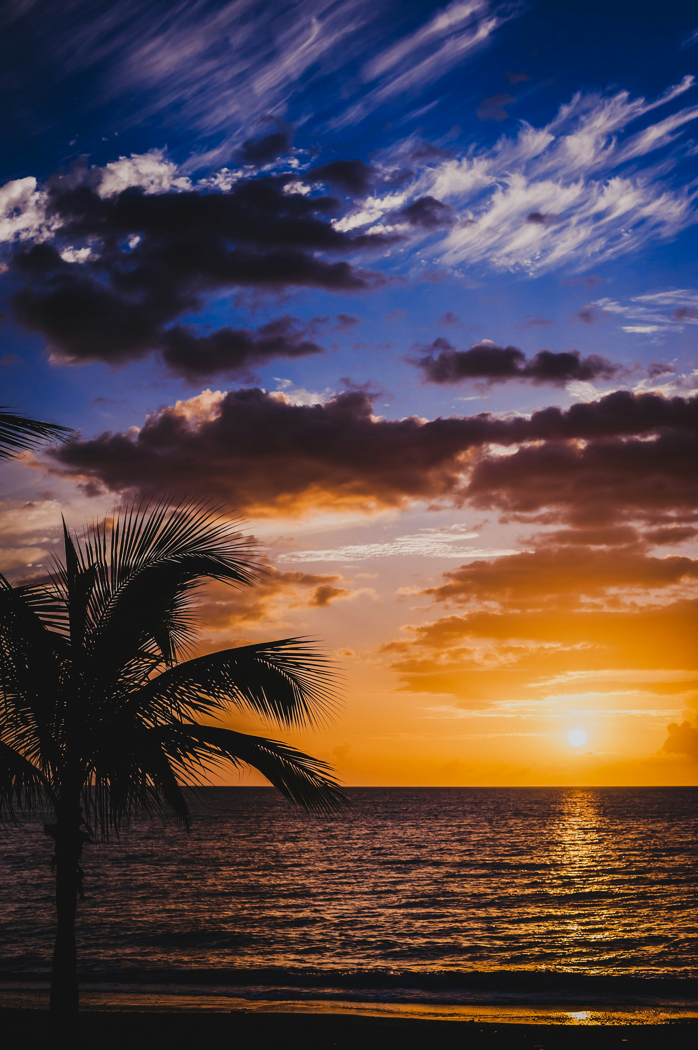 palm tree near sea during sunset