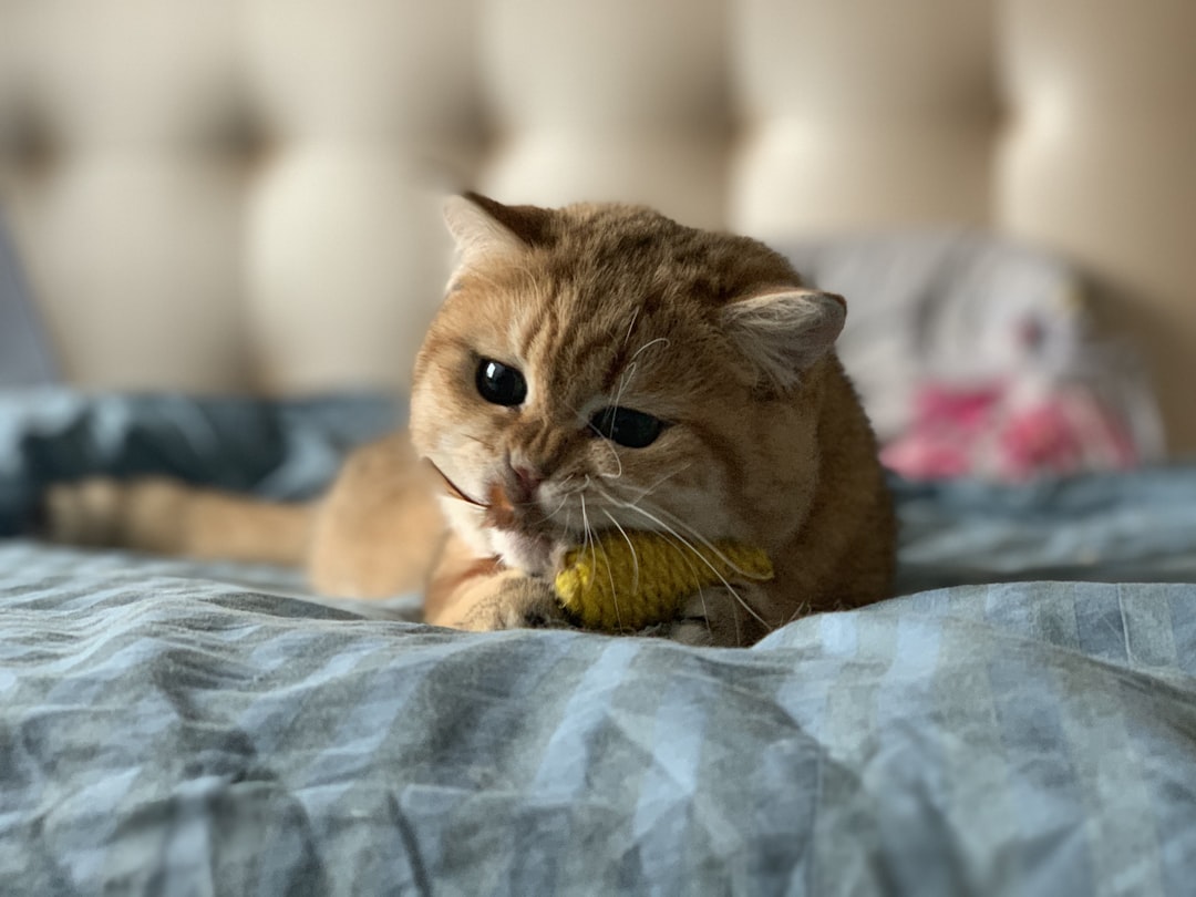 orange short-fur cat on top of bed,