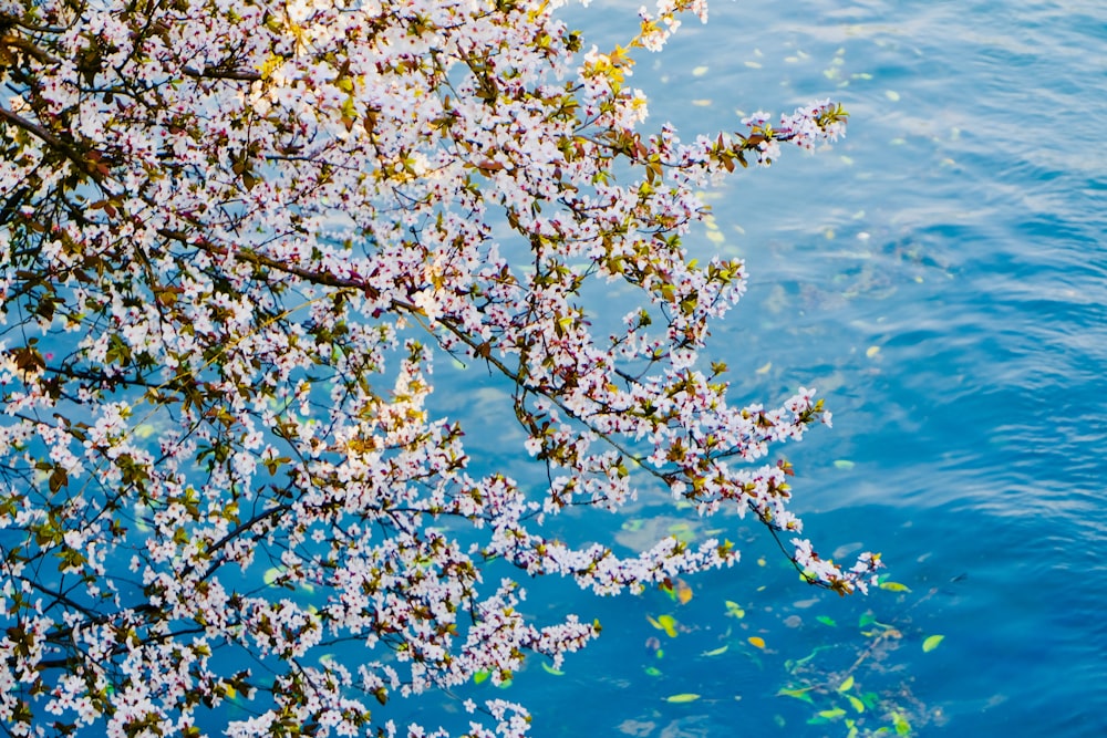 Foto mit flachem Fokus von violetten Blüten