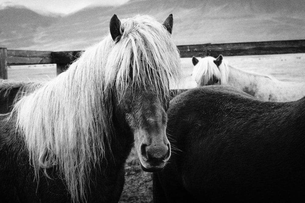 grayscale photography of horse standing beside fence