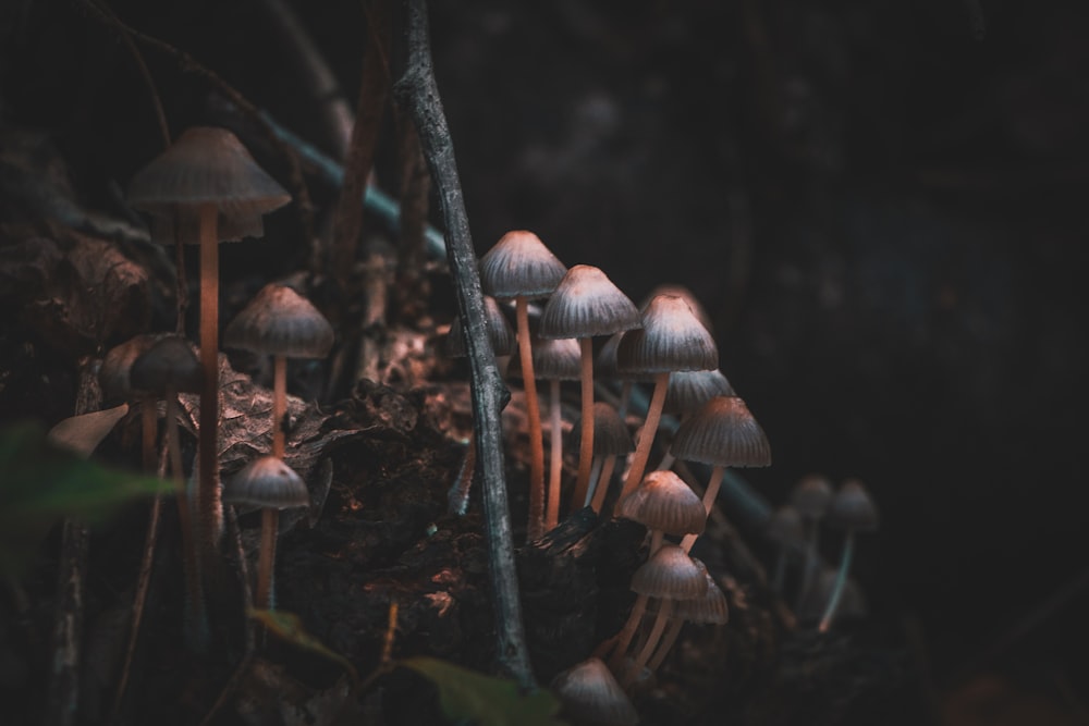 close view of mushrooms