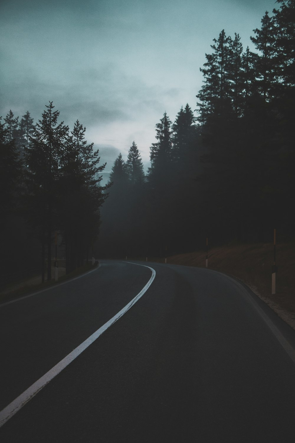 black road between trees during daytime