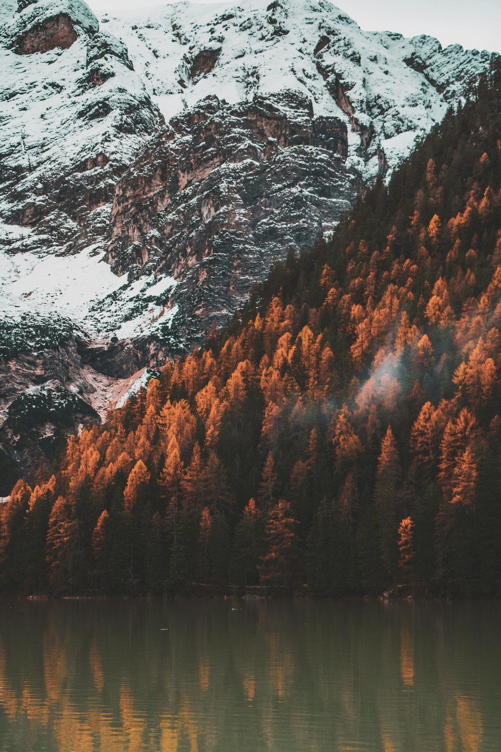 green trees on snowy mountain slope