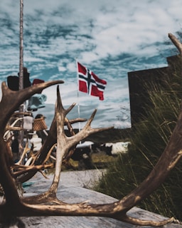 antler on gray surface