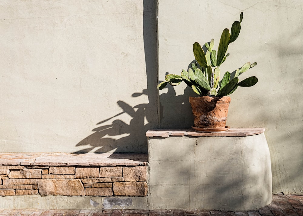 green succulent plant on pot beside wall