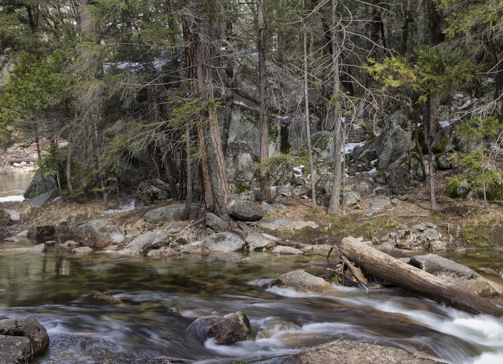 river near trees