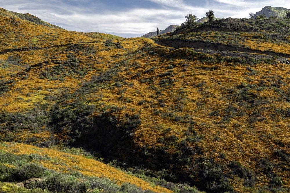 orange flower field