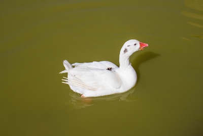 A white duck with black markings on its head and neck is floating on green water. Its beak is orange, and it is turned sideways.