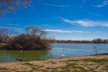 Guests enjoying a peaceful morning birdwatching excursion by the lake