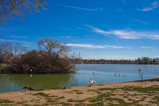 Guests enjoying a peaceful morning by the lakeside with birds flying overhead.