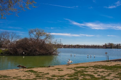 Guests enjoying a peaceful morning birdwatching excursion by the lake