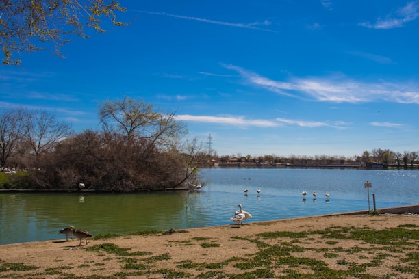 Guests enjoying a peaceful morning by the lakeside with birds flying overhead.