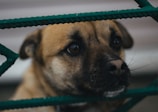 Close-up of a dog’s face looking hopeful in shelter.