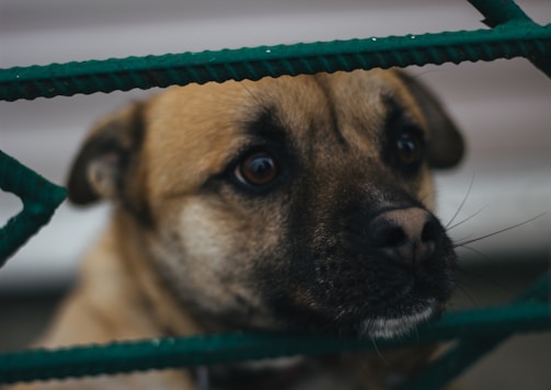 Close-up of a dog’s face looking hopeful in shelter.