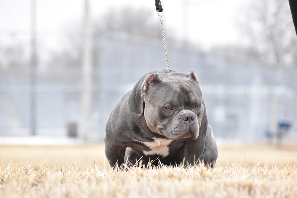 American bully in field