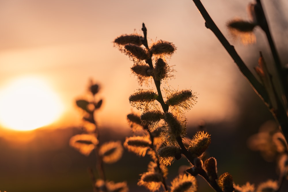 a close up of a plant with the sun in the background