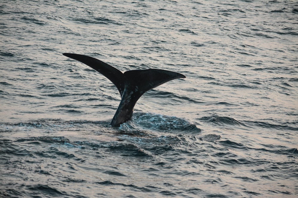 baleia negra