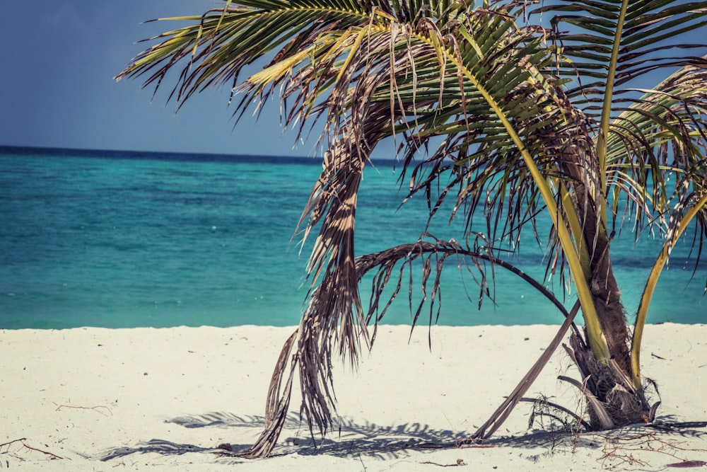 palm tree on shore