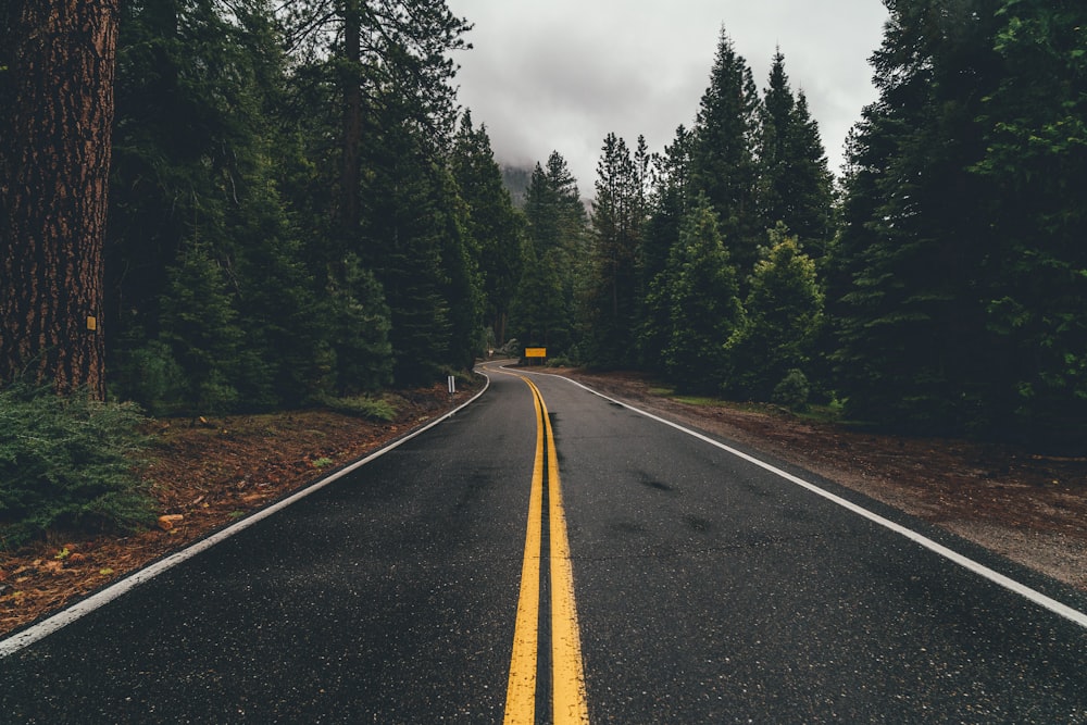 gray asphalt road towards trees