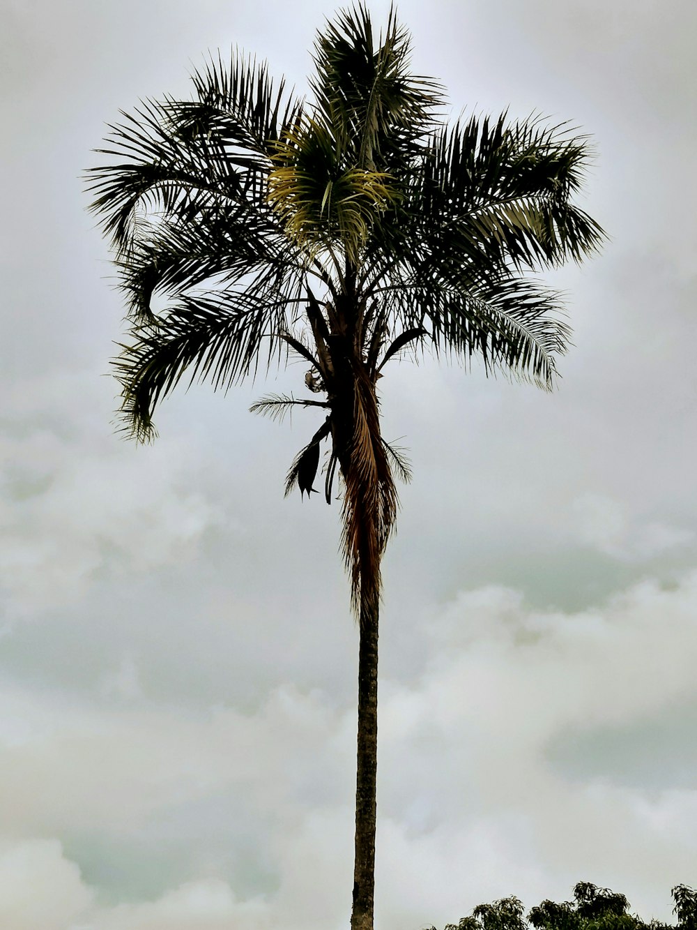 palmeira