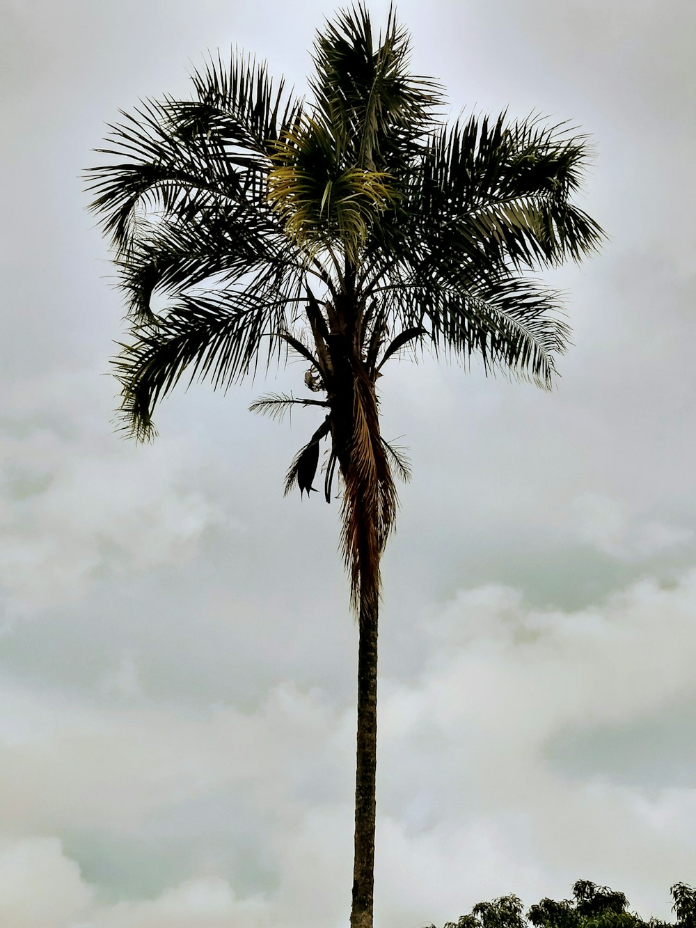 palm tree