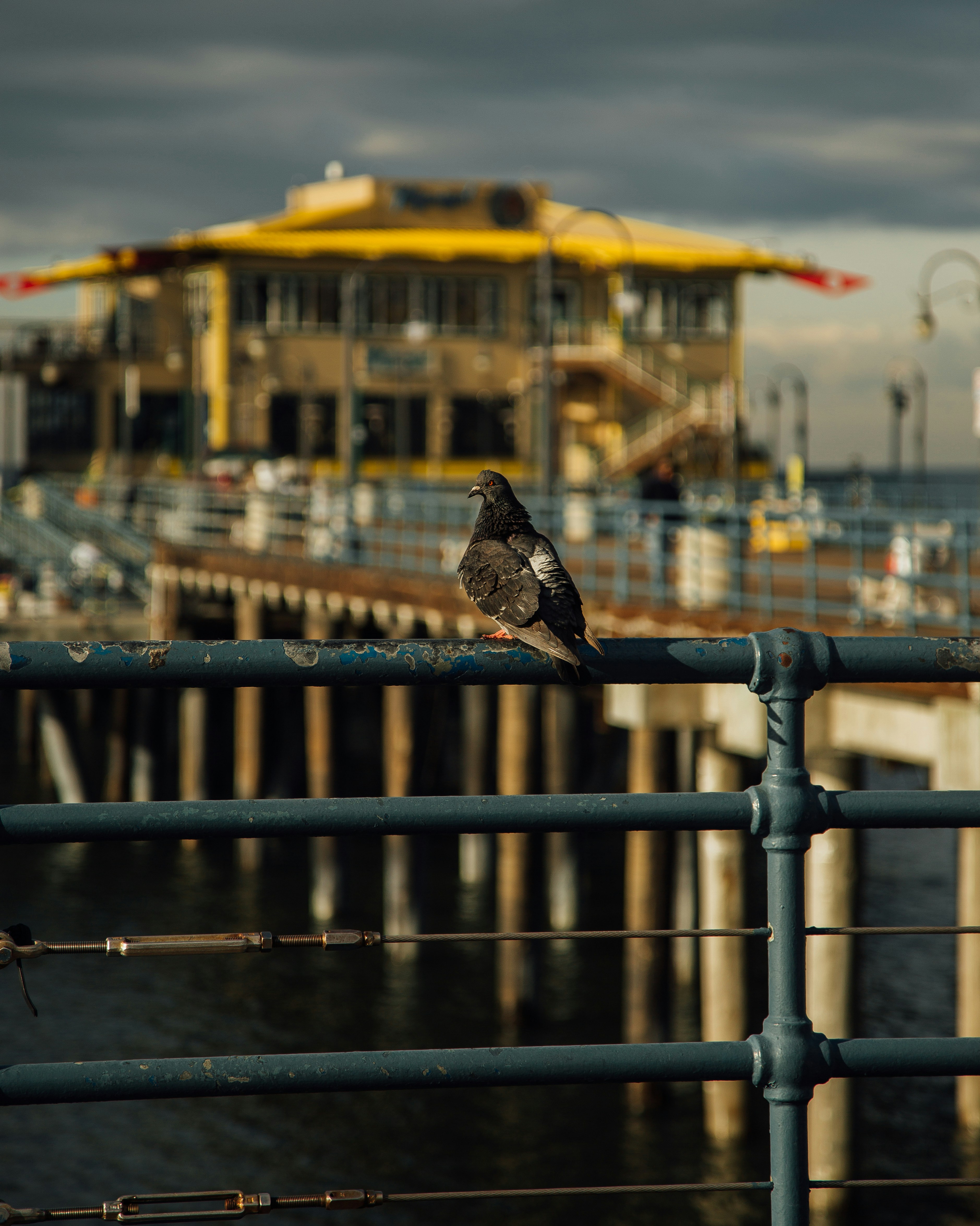 bird perched on rack