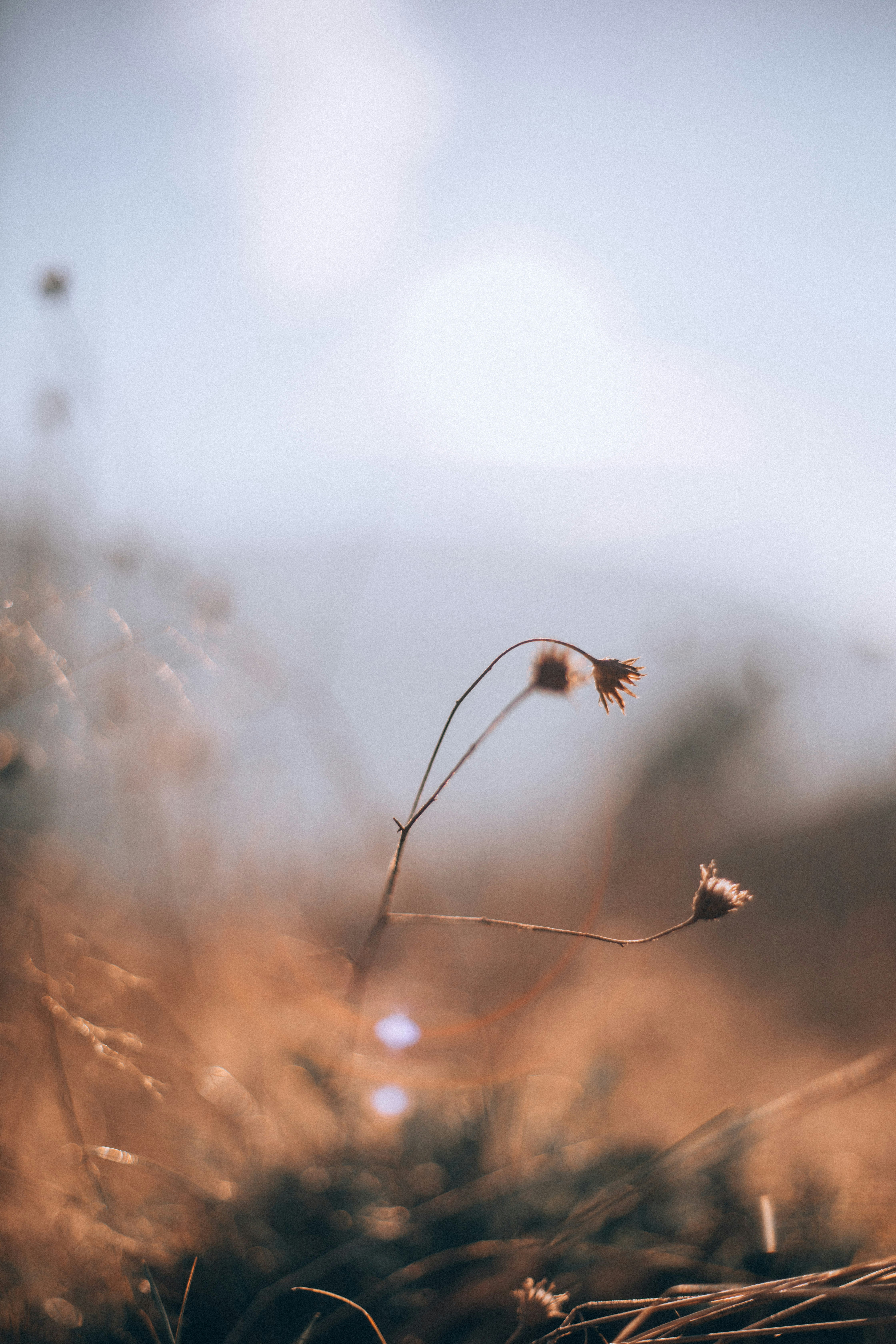 selective focus photo of yellow flowers