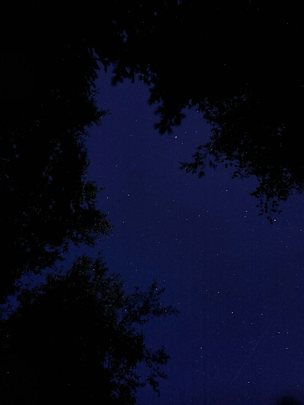 low angle photo trees under starry night