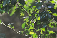 Sunlight filtering through the leaves of healthy plants in a home garden setup.