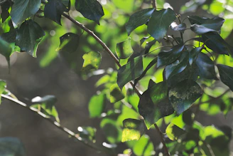 Sunlight filtering through the leaves of healthy plants in a home garden setup.
