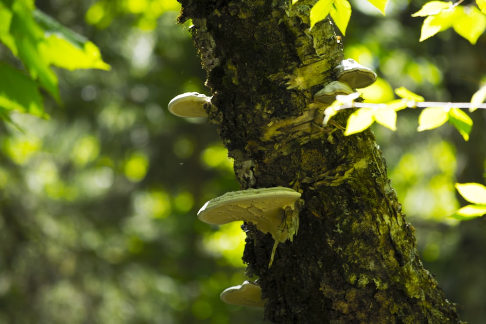 selective focus photography of mushrooms on tree