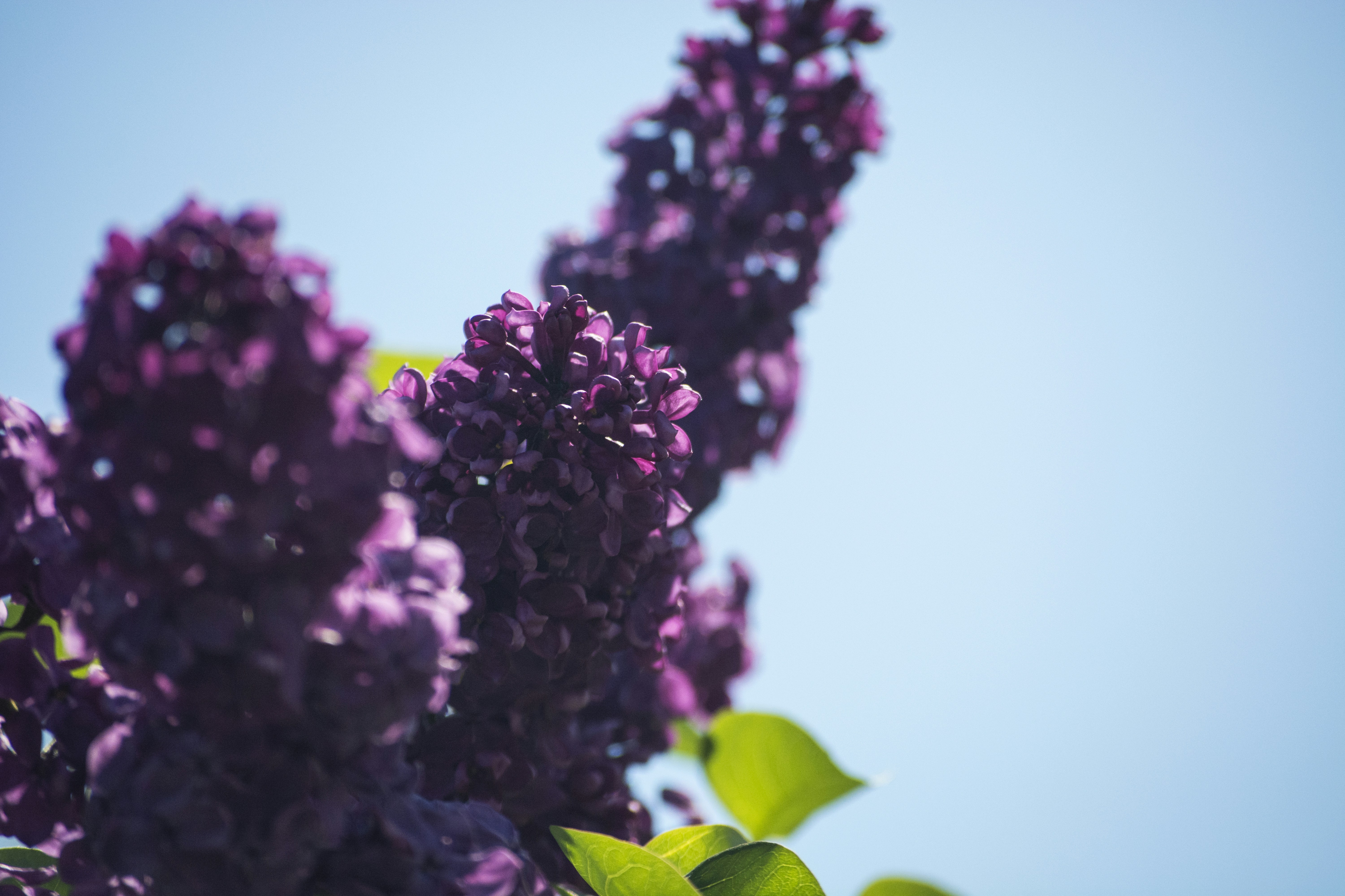 purple petaled flowers during daytime