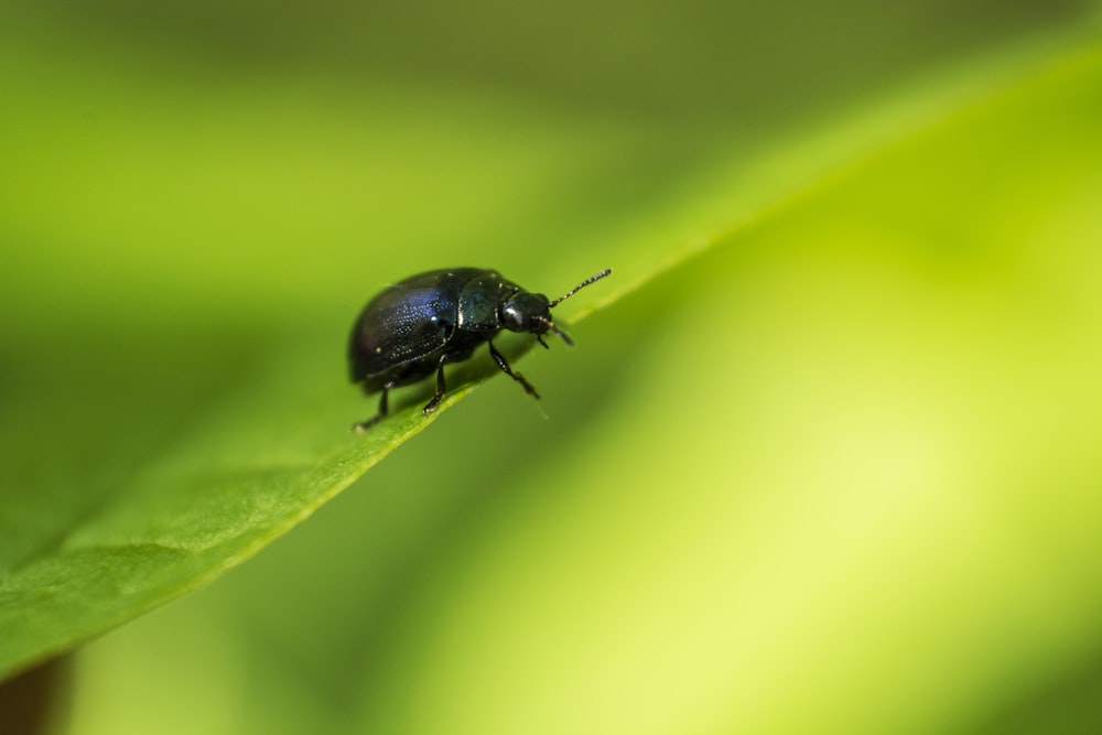 Scarabée noir