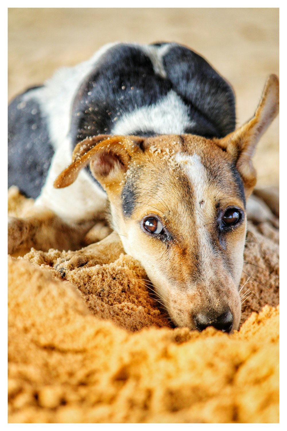 white and black dog lying on brown sand