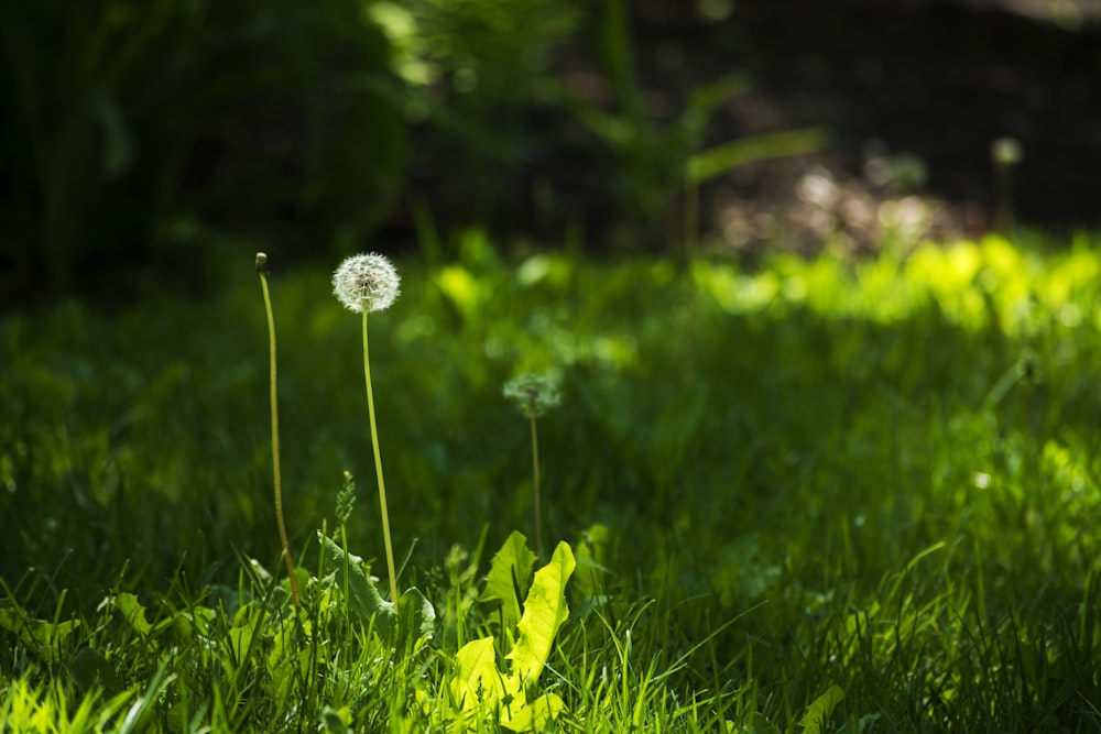 selective focus photography of white dandelion flower during daytime