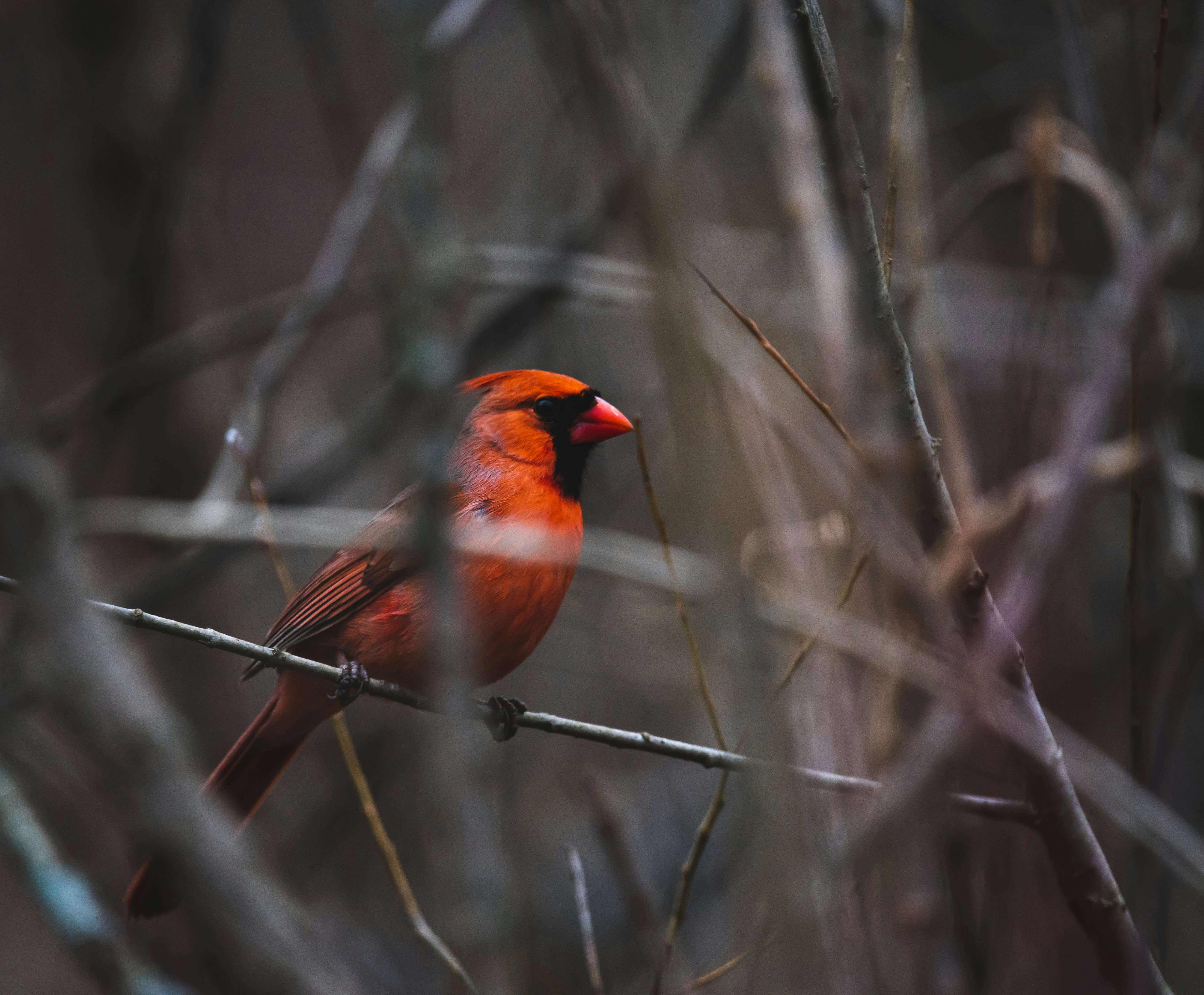orange and black bird on the trunk photography