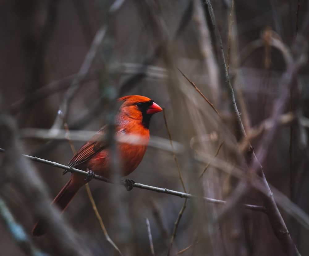 orange and black bird on the trunk photography