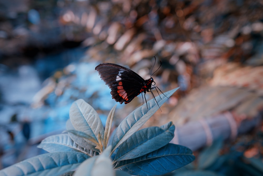 selective focus photo of butterfly