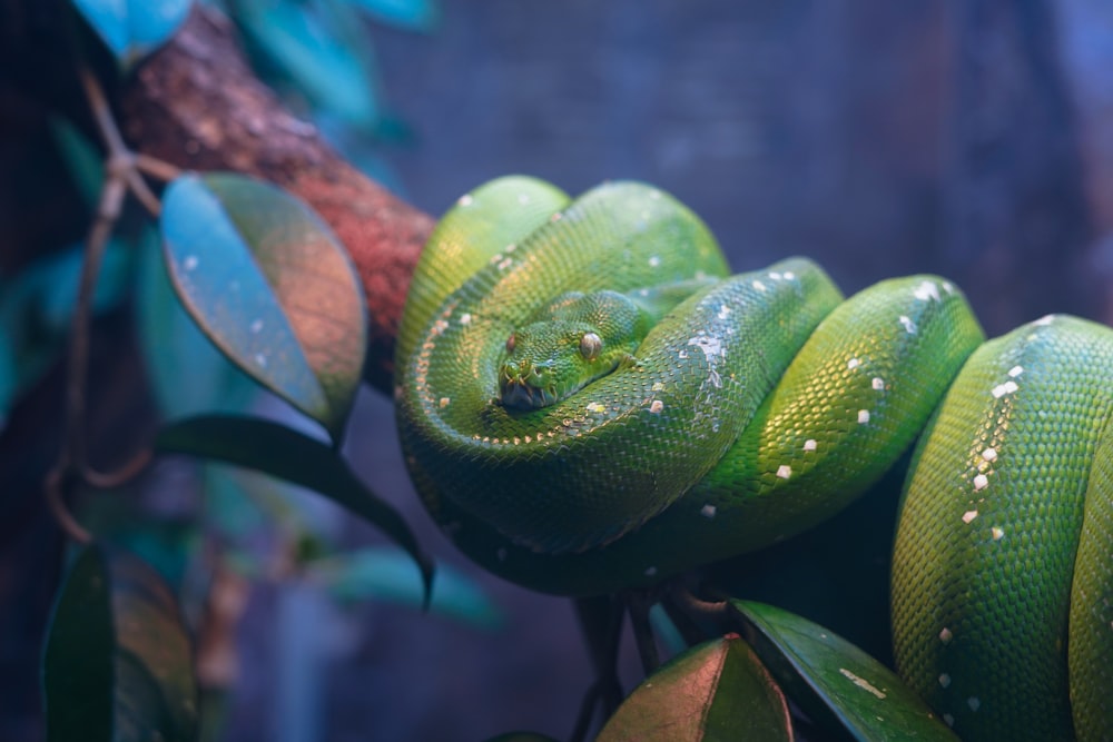 pit viper coiled on tree branch