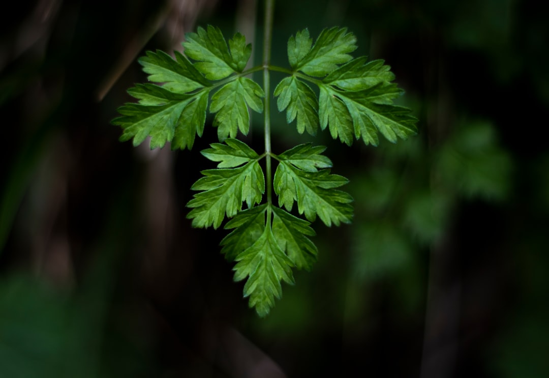 green-leafed plant