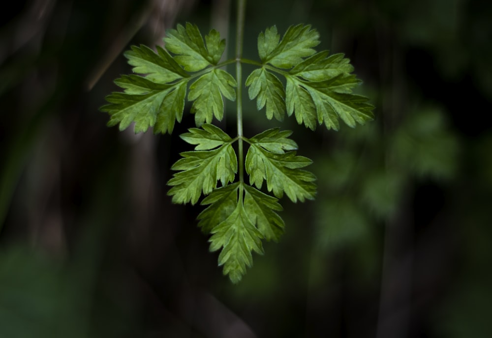 green-leafed plant