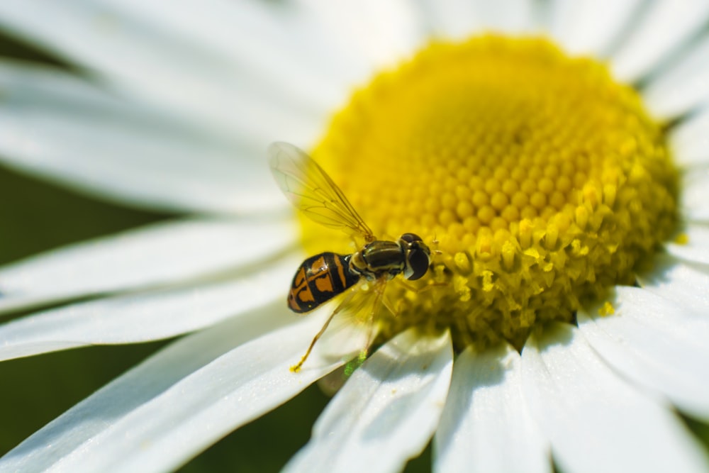 bee fetched on white and yellow flower