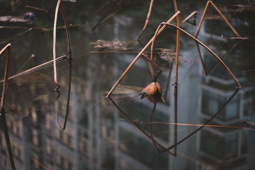 Planta marrón en agua