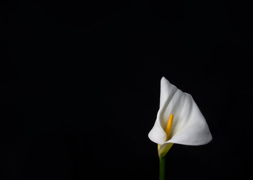 white petaled flower