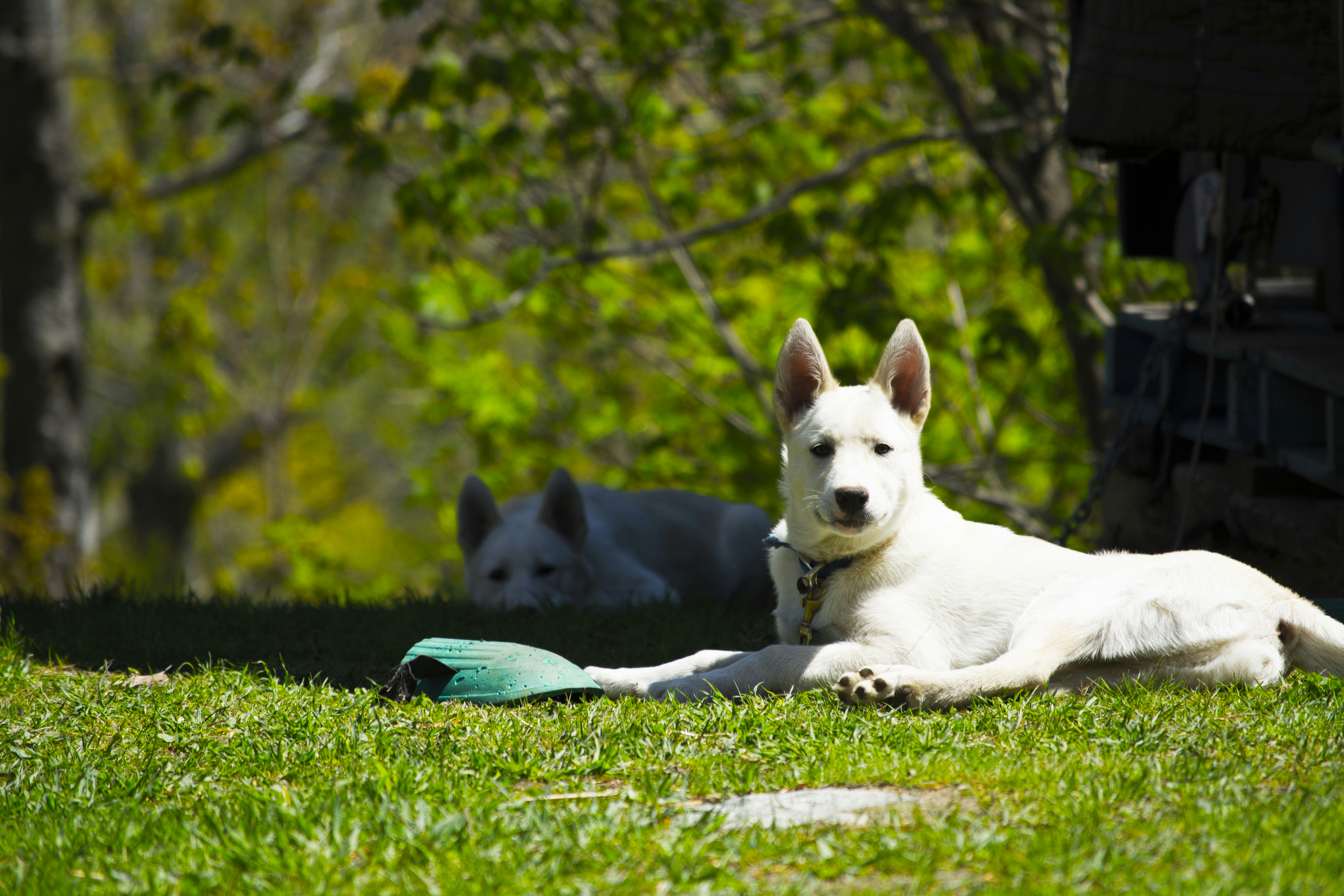 昼間は地面に白い羊飼いの犬の写真 Unsplashの無料写真